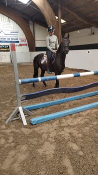 Brave Ponystute, B.M., Horses For Sale, Großheide