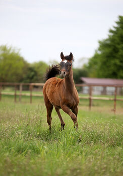 Good quality arabian filly- FA EL RASHEEM, EKS ALIHANDRO,Ascot DD