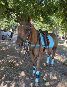 Traumhafte ex polo pony stute