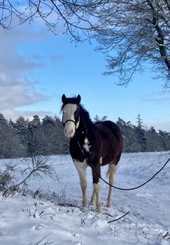Gotta Silver Spook - bildhübscher Quarter Horse Junghengst mit Top-Abstammung