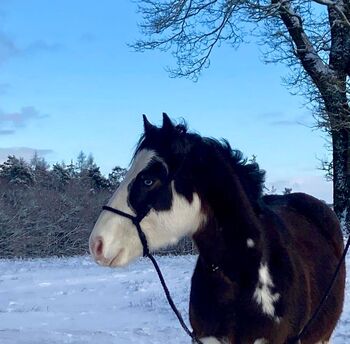 Gotta Silver Spook - bildhübscher Quarter Horse Junghengst mit Top-Abstammung