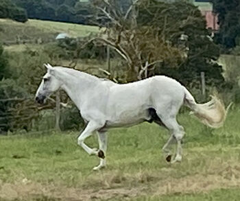 Schimmel, 14 Jahre, 1,63 m Spanier-Mix, Franziska Wallisch, Horses For Sale, Katzenelnbogen