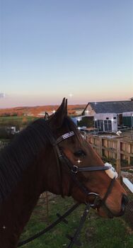 Grackle bridle, Imogen, Trensen, Wimborne