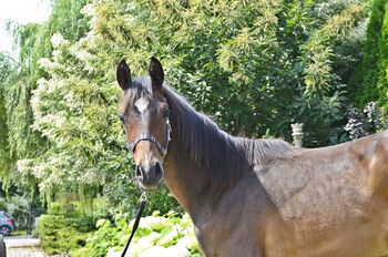 Gran Torino - Polnischem Warmblut (Wielkopolski), Basia, Horses For Sale, Frombork