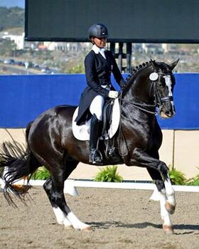Grand Enthusiastic Hanoverian Dressage School Master, Mike Florbi, Horses For Sale, Baulkham Hills