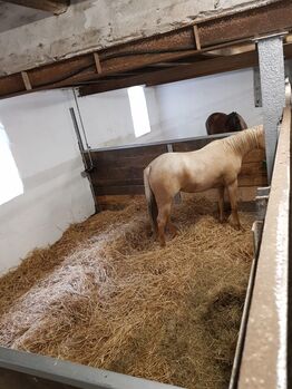 Freie Pferdeboxen auf charmantem Hof in Paderborn (Uni-Nähe)