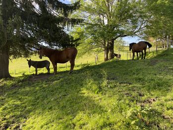 GRATIS Sommer - Pferdeeinstellpätze, Bibiana Klein, Horse Stables, Aich