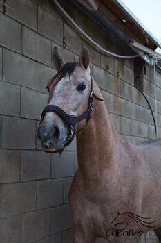 Toller 3 jähriger Rotschimmel Hengst - ca. 1.60 m - Pura Raza Española