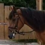 Toller Allrounder im perfekten Alter Freizeitpferd!