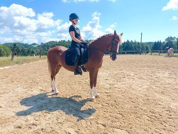 Tolles Allrounderpony