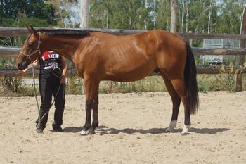 tolles Allround Prospekt steht zum Verkauf, Kerstin Rehbehn (Pferdemarketing Ost), Horses For Sale, Nienburg