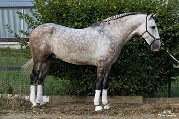 Toller, barocker PRE Wallach für die ganze Familie