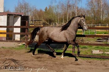 Toller barovker Junghengst - 1.60 m - zuckersüßer Charakter, Thomas Adams (Caballos PRE), Horses For Sale, Bell