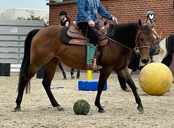 tolle, bildhübsche Quarter Horse Stute, Kerstin Rehbehn (Pferdemarketing Ost), Horses For Sale, Nienburg