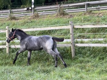 Tolles, blue roan Quarter Horse Fohlen