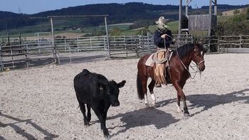 Tolles Familien-/Freizeitpferd, Frank Meyer, Horses For Sale, Lostorf