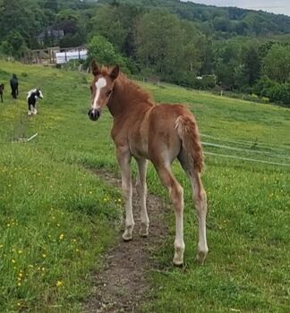 Tolles Stutfohlen, Kegel, Horses For Sale, Jena