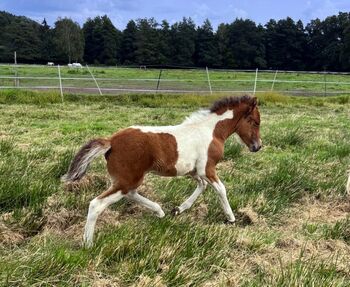 Tolles Stutfohlen mit viel Tölt, ElfenPferde, Horses For Sale, Seesen