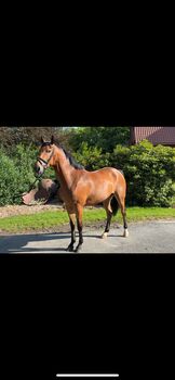 Tolles Springpony/Kinderpony/Freizeitpony/Hunter, Jess, Horses For Sale, Lachendorf