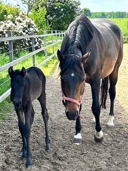 Tolle, freizeitgerittene Quarter Horse Stute, Kerstin Rehbehn (Pferdemarketing Ost), Horses For Sale, Nienburg