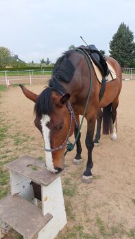 Tolle Stute, Tina, Horses For Sale, Döbeln