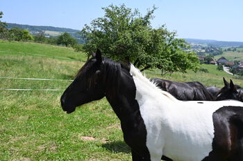 Toller Noriker Rappscheck Stute