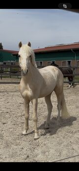 Toller Palominowallach, Lisa , Horses For Sale, Cloppenburg 