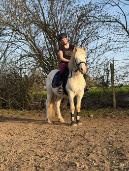 Toller Ponywallach zum Verlieben, Sarah , Horses For Sale, Weißenthurm 