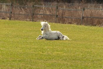 Tolles Pony mit viel Potential, Jacky, Horses For Sale, Sulzbach-Rosenberg