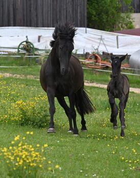 Toller PRE Rapp Stute sehr brav, Manuela KUBNY , Horses For Sale, Küßnach 