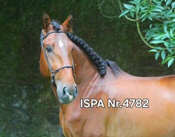 Toller PSL Nachwuchs für Working Equitation, ISPA - Iberische Sportpferde Agentur (ISPA - Iberische Sportpferde Agentur), Horses For Sale, Bedburg
