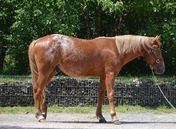 toller Quarter Horse/Appaloosa Pony Mix Hengst mit interessanter Färbung