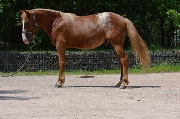 toller Quarter Horse/Appaloosa Pony Mix Hengst mit interessanter Färbung, Kerstin Rehbehn (Pferdemarketing Ost), Horses For Sale, Nienburg
