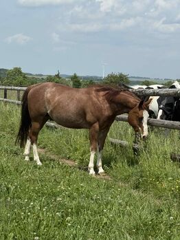 Toller Quarter Horse Wallach mit Herz und Potenzial, Kerstin Rehbehn (Pferdemarketing Ost), Horses For Sale, Nienburg