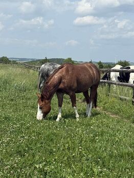 Toller Quarter Horse Wallach mit Herz und Potenzial
