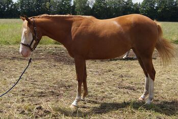 tolle Quarter Horse Stute im Gunnerlook, Kerstin Rehbehn (Pferdemarketing Ost), Horses For Sale, Nienburg