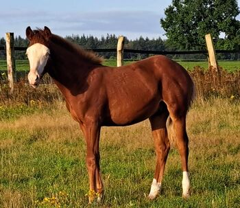 toller Quarter Horse Hengstjährling in Championfarbe, Kerstin Rehbehn (Pferdemarketing Ost), Horses For Sale, Nienburg