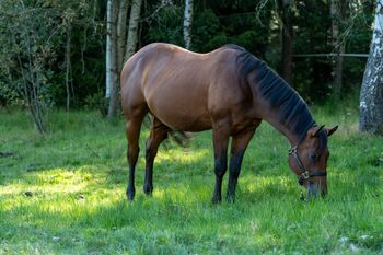 Tolles Reining/Ranch Horse/Allround Prospect