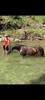 Tolle Welsh B Stute sucht neues Zuhause, Patricia Riesle , Horses For Sale, Appenzell 