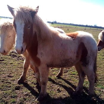 Tolle Jährlingsstute mit viel Tölt und freundlichem Wesen, Islandpferde-aus-Island, Horses For Sale, Südisland