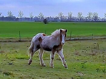 Tolle Jährlingsstute mit viel Tölt und freundlichem Wesen, Islandpferde-aus-Island, Horses For Sale, Südisland
