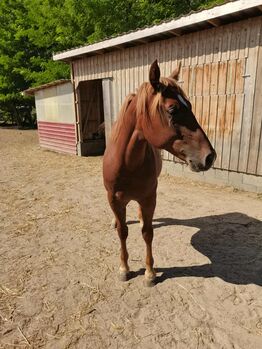 Toller  junger  Hengst