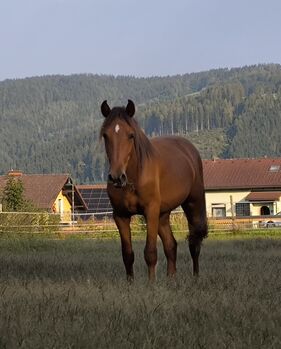 Tolle Junghengste