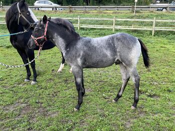 Tolles, blue roan Quarter Horse Fohlen, Kerstin Rehbehn (Pferdemarketing Ost), Horses For Sale, Nienburg