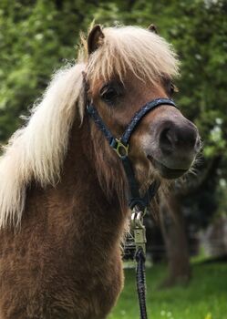 Tolles Shetlandponyfohlen