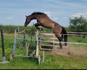 Großrahmiger Springnachwuchs, Wolfram Grunwald , Horses For Sale, Altlüdersdorf 