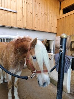 Großer ansprechender 3,5 jähriger Haflingerwallach