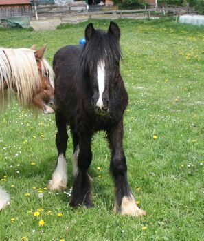 großer Irish Cob Jährling Smoky Black