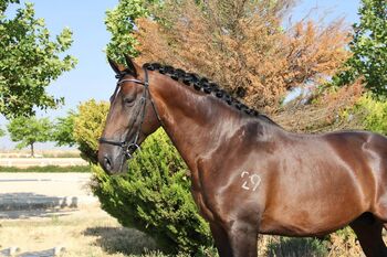 Grosser PRE bereits getüvt, ISPA - Iberische Sportpferde Agentur (ISPA - Iberische Sportpferde Agentur), Pferd kaufen, Bedburg