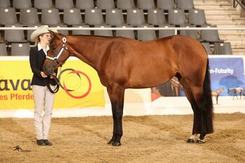 Großrahmige, ausdrucksstarke Quarter Horse Stute, Kerstin Rehbehn (Pferdemarketing Ost), Pferd kaufen, Nienburg